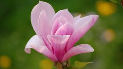 Flowers macro depth of