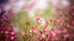 Flowers macro depth of