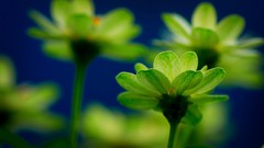 Flowers macro depth of