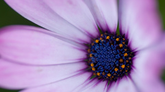 Flowers macro flower