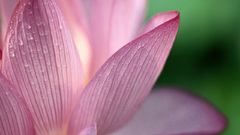 Flowers macro flower petals