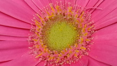 Flowers macro flower petals