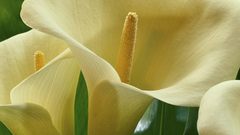Flowers macro Lilies white