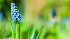 Flowers macro muscari blue flowers Plants