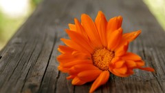 Flowers macro orange flowers