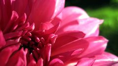 Flowers macro pink flowers