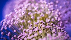 Flowers macro purple flowers Plants colorful