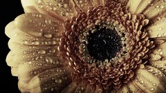 Flowers macro raindrops Sunflowers