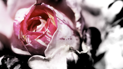 Flowers macro roses pink