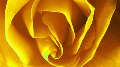 Flowers macro roses Yellow