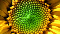 Flowers macro Sunflowers yellow