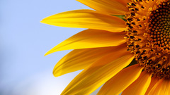 Flowers macro Sunflowers yellow