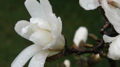 Flowers macro white flowers