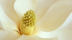 Flowers Magnolia white flowers blossom