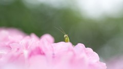 Flowers mantis