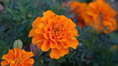 Flowers Marigold
