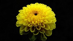 Flowers Marigold yellow flowers