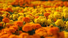 Flowers Marigold yellow flowers orange flowers depth of field
