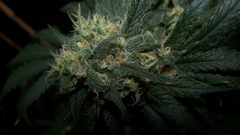 Flowers marijuana Plants