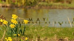 Flowers May grass depth