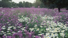 Flowers meadows Daisy