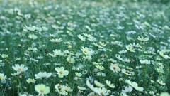 Flowers meadows white flowers depth of field