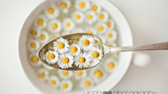 Flowers milk white background launch