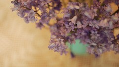 Flowers minimalistic