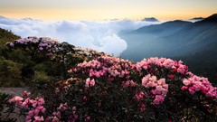 Flowers mist valleys