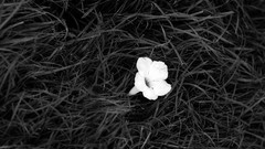Flowers monochrome