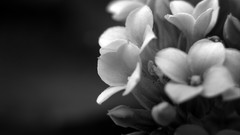 Flowers monochrome