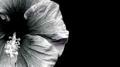 Flowers monochrome hibiscus