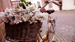 Flowers morning French romantic Bicycles baskets european 