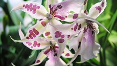 Flowers morning white flowers Orchids Spotted