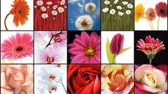 Flowers mosaic