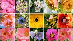 Flowers mosaic