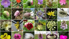 Flowers mosaic