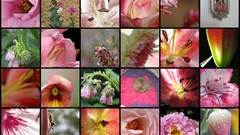 Flowers mosaic