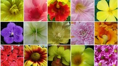 Flowers mosaic