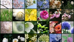 Flowers mosaic