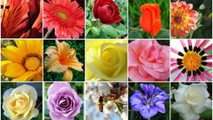 Flowers mosaic
