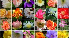 Flowers mosaic