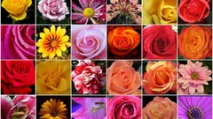 Flowers mosaic