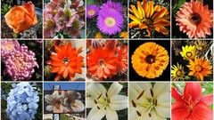 Flowers mosaic