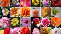 Flowers mosaic