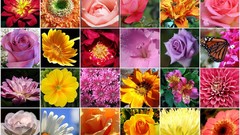 Flowers mosaic