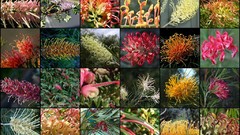 Flowers mosaic