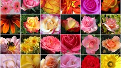 Flowers mosaic