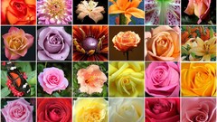 Flowers mosaic roses