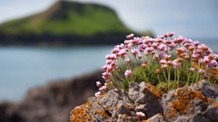 Flowers moss Plants Islands rocks blurred background